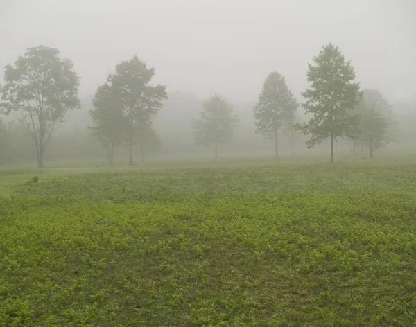 Summer Morning Mist — Stok Foto