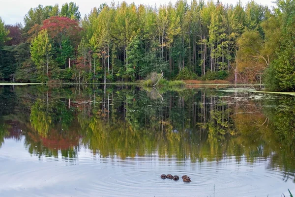 Podzimní rybník — Stock fotografie