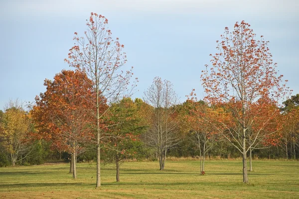 "herfst veld" — Stockfoto