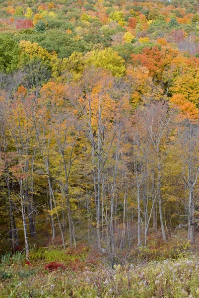Φθινόπωρο θέα δάσος — Φωτογραφία Αρχείου