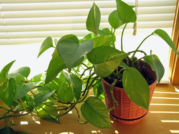 Plant in venster — Stockfoto