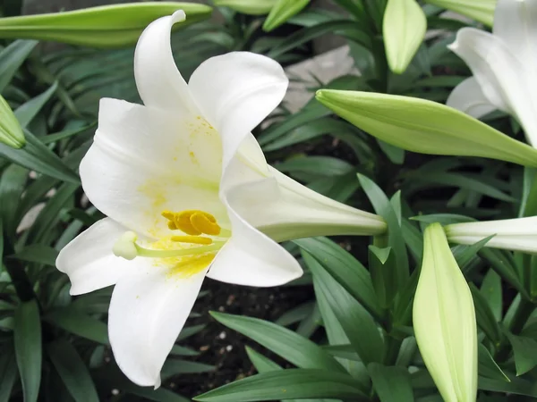 Easter Lilly — Stock Photo, Image