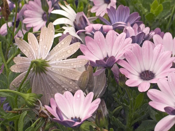 Rainy Daisies — Stock Photo, Image