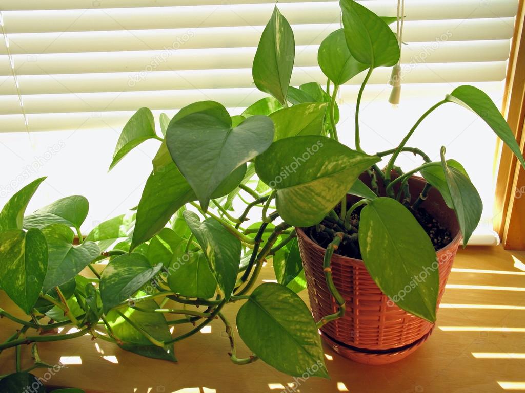 Plant in Window