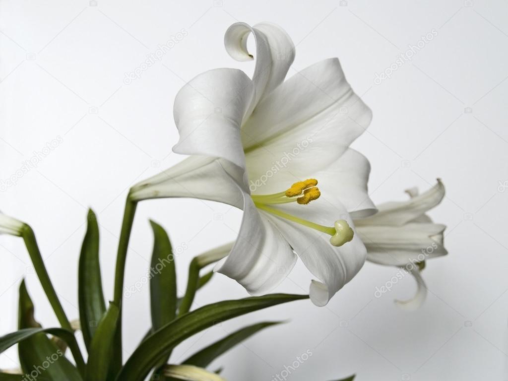 Easter Lilly Closeup