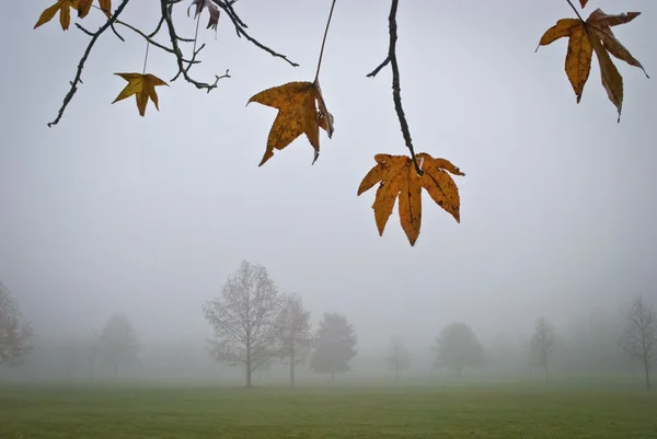 Mistige herfst weergave — Stockfoto