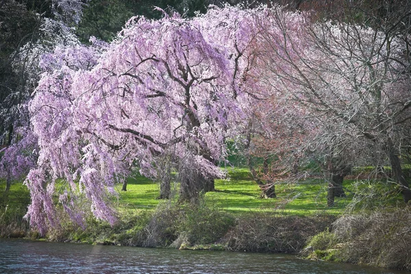 Primavera vibrante — Foto Stock