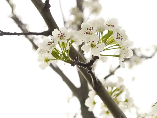 "春の花" — ストック写真
