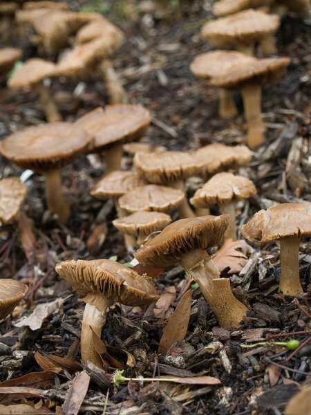 Грибной пластырь
