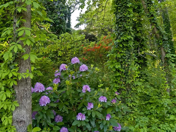 Primavera lussureggiante — Foto Stock