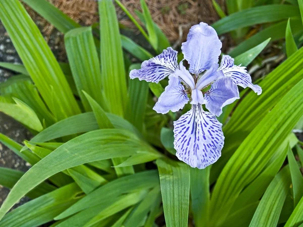 Início da primavera — Fotografia de Stock