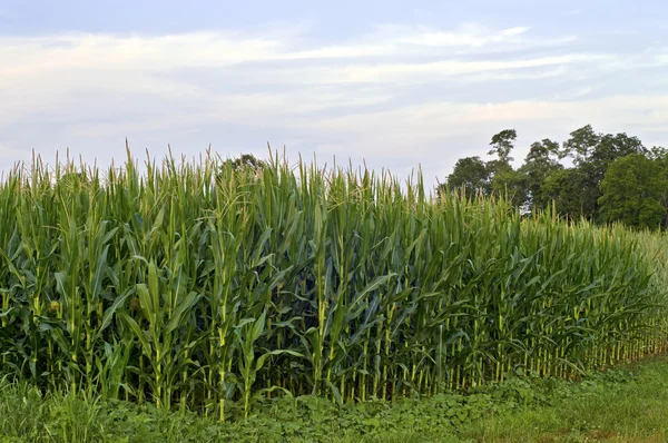 Hoek cornfield — Stockfoto