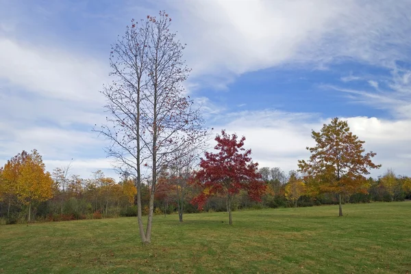 秋天的树木在公园 — 图库照片