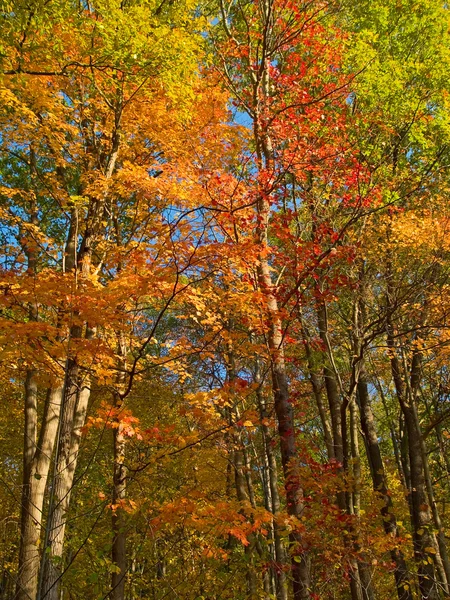 Brilliant Autumn — Stock Photo, Image