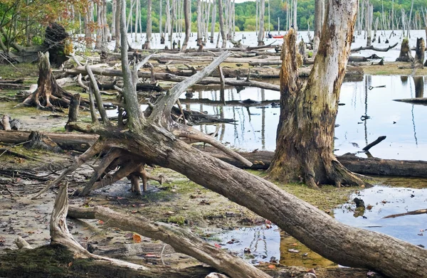 Död ved skog — Stockfoto