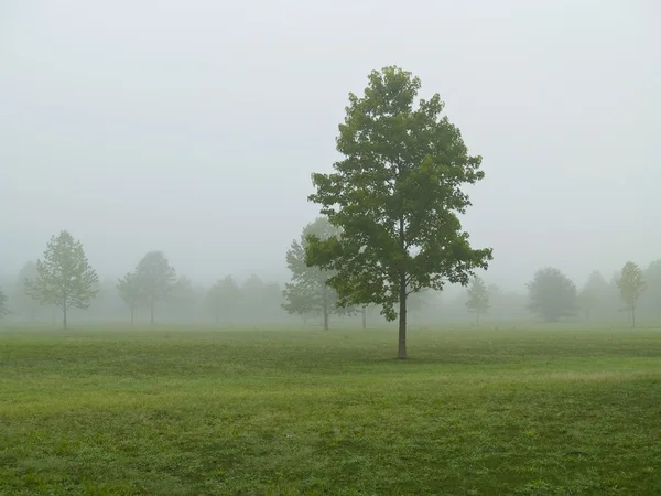 Pola i mgła — Zdjęcie stockowe