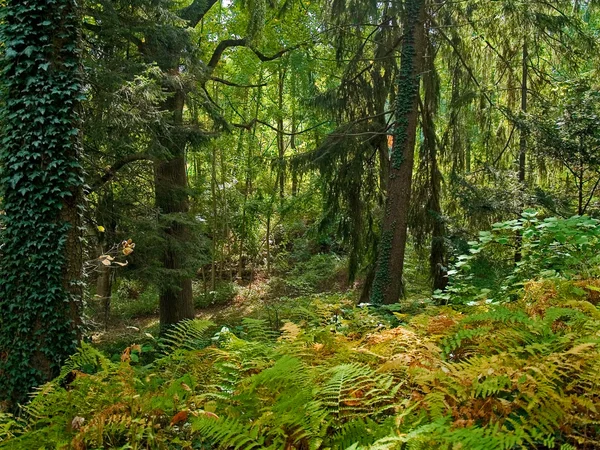 Ferns and Forest — Stock Photo, Image