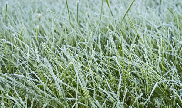 Frost on Grass — Stock Photo, Image