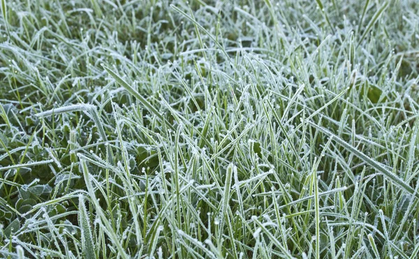 Morgon frost — Stockfoto