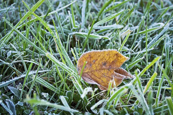 Vorst op blad — Stockfoto