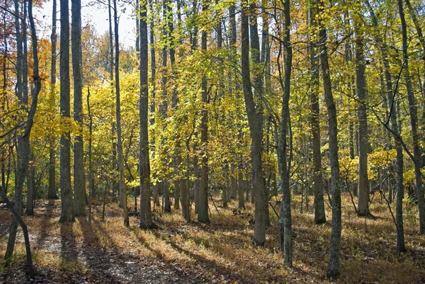 Gouden bos — Stockfoto