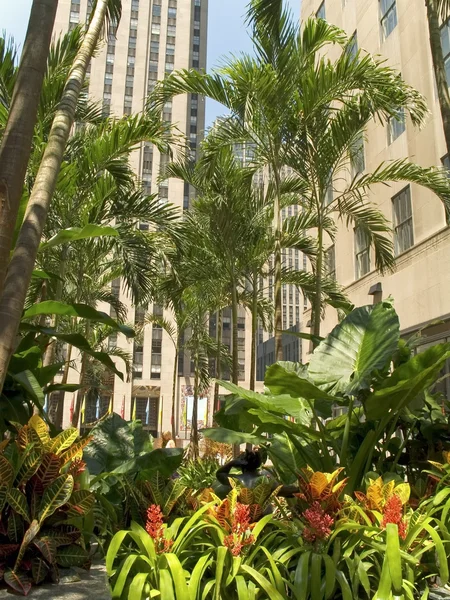 Городские пальмы — стоковое фото