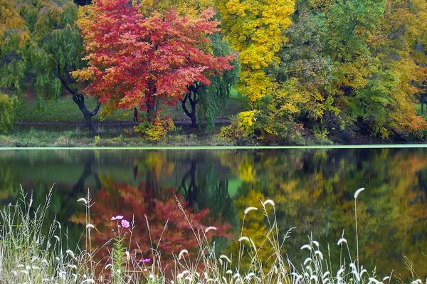 Pond Reflect — Stock Photo, Image