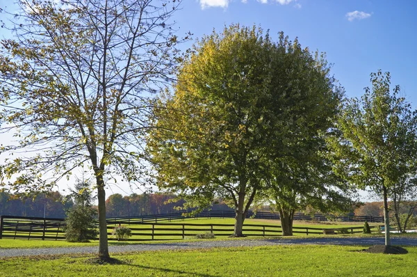 Campos verdes — Fotografia de Stock