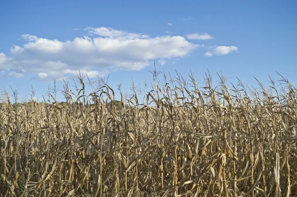 Campo seco de maíz — Foto de Stock