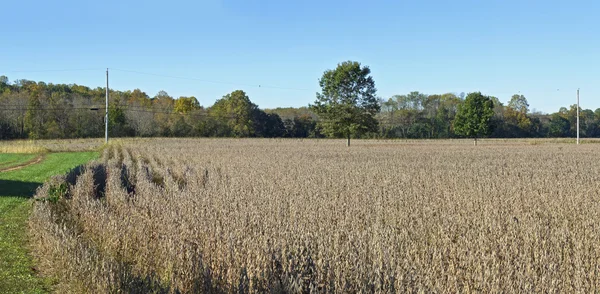 Autumn Field Panorama — Stok fotoğraf