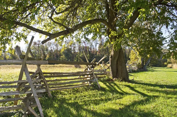 Albero e recinzione — Foto Stock