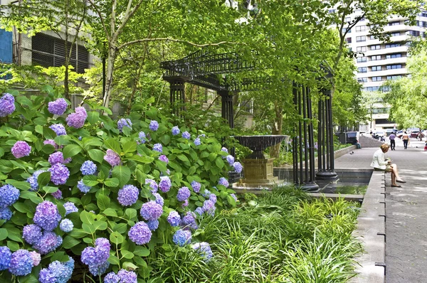 Naturaleza en la ciudad de Nueva York — Foto de Stock