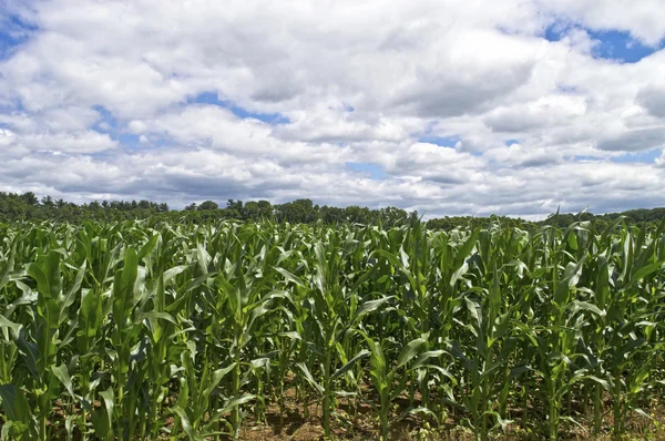 Zomer cornfield — Stockfoto