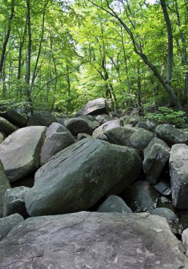 kükreyen kayalar akışı