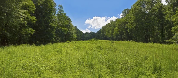 Greenfields Panorama — Stock Photo, Image