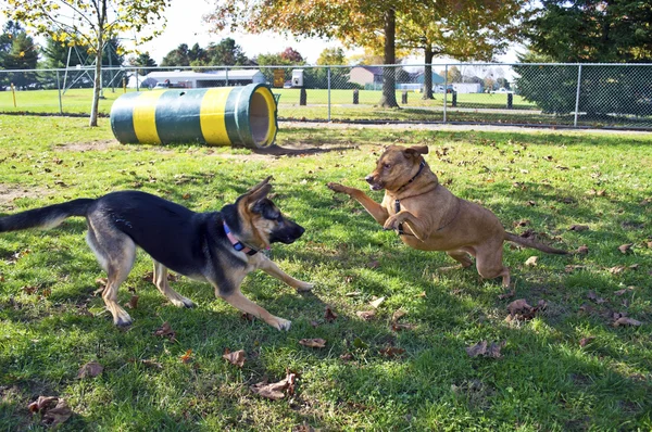 Hond park spelen Stockafbeelding