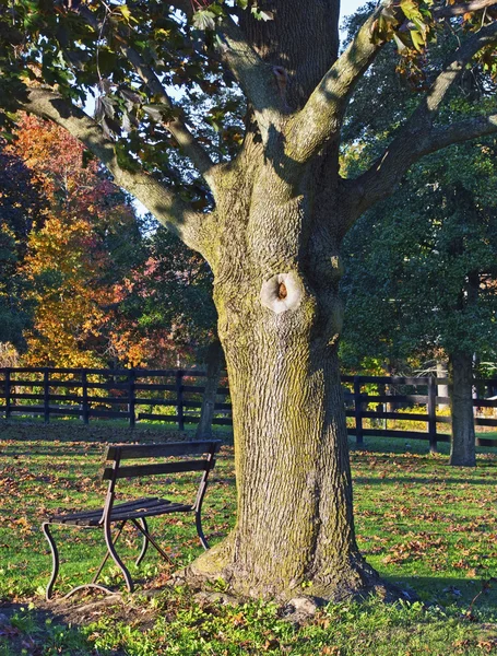 Gammal bänk och träd — Stockfoto