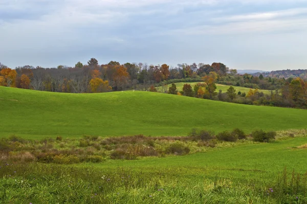 Hösten grön — Stockfoto