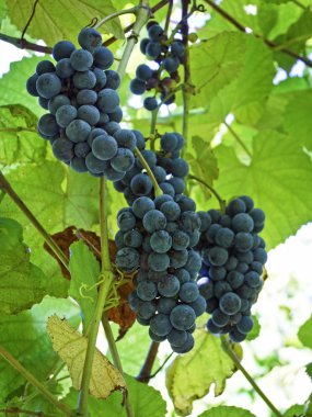 üzüm hasat için