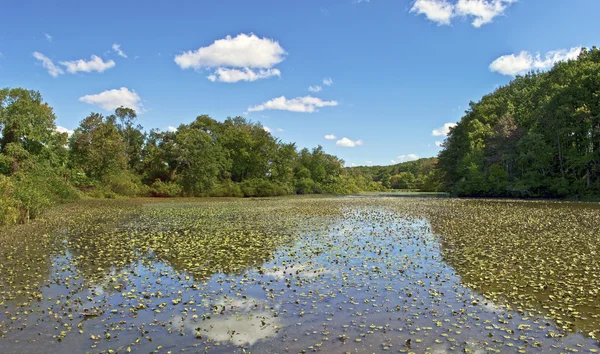 Flachteichpanorama — Stockfoto