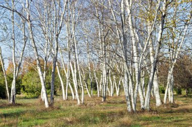 White Birch Trees clipart