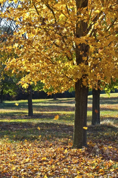 Dropping Leaves — Stock Photo, Image