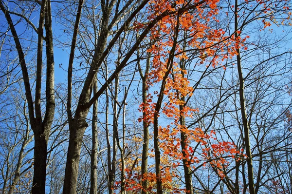 Last Leaves — Stock Photo, Image