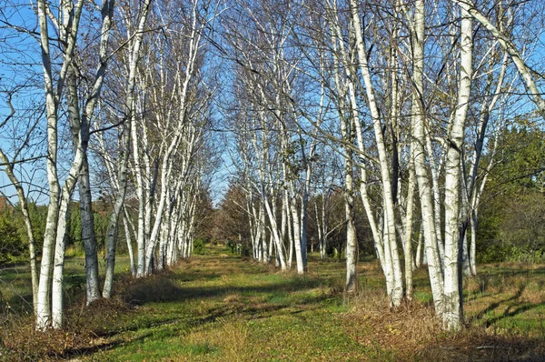 White Birch — Stock Photo, Image