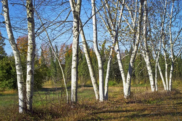 Padang Rumput Birch Putih — Stok Foto