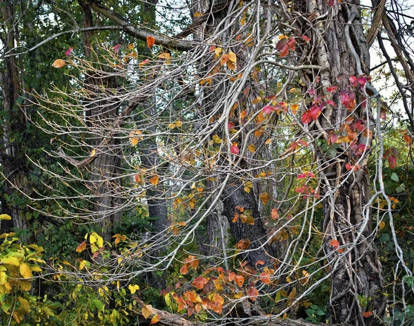 Herfst contrast — Stockfoto