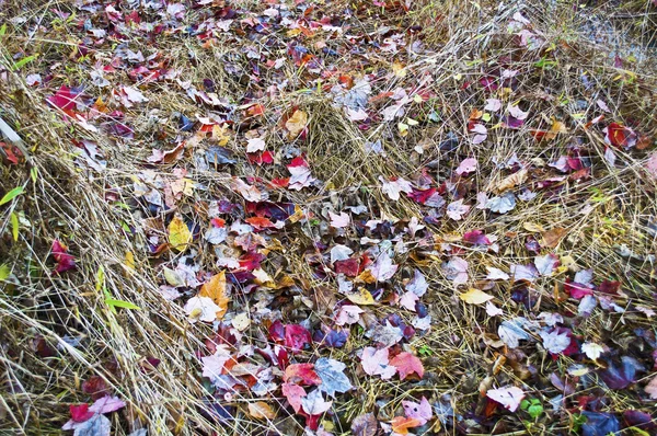 Marsh Leaves — Stock Photo, Image