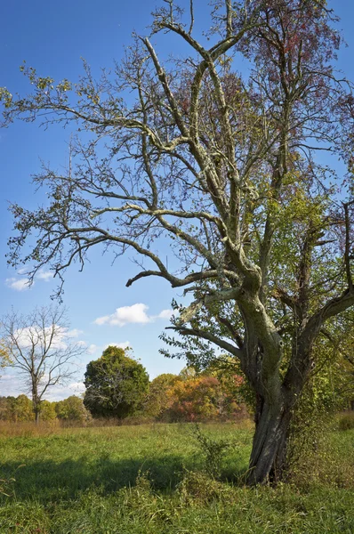 Baum auf Feld — Stockfoto