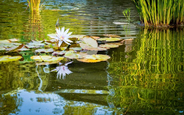 Reflexões Lilly água — Fotografia de Stock