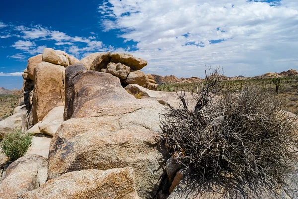 Paysage de brosse de pierre — Photo